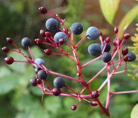   Fruits:   Fuchsia arborescens ; Photo by PaleCloudedWhite, eol.org
